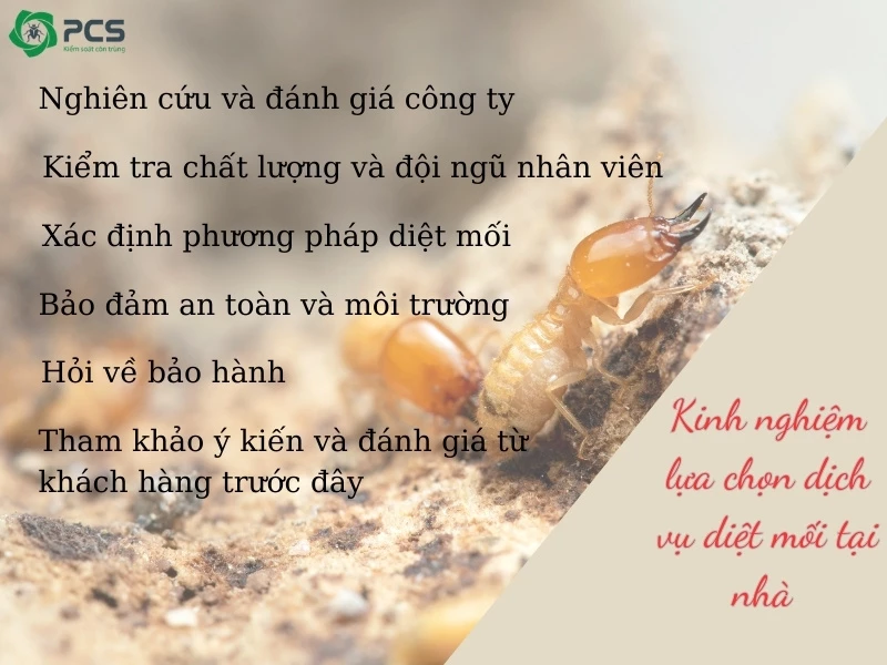 Dịch vụ diệt mối tại nhà 